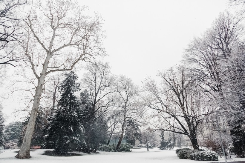 冬季的雪景圖片