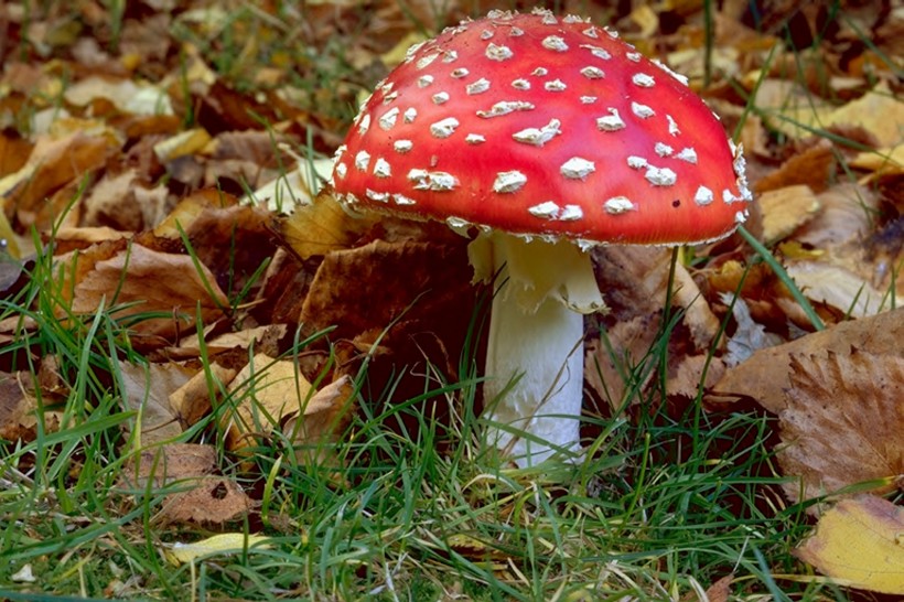 紅色毒蠅傘毒蘑菇圖片