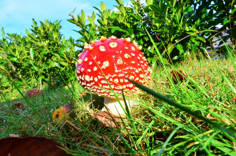 紅色毒蠅傘毒蘑菇圖片