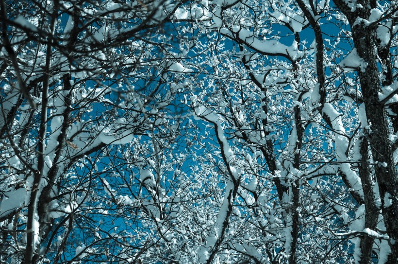 美麗的雪花圖片