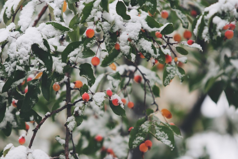 美麗的雪花圖片