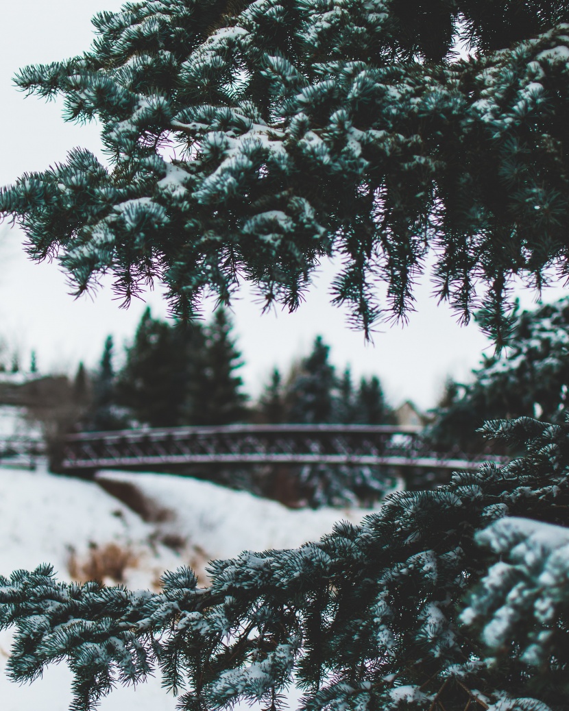 美麗的雪花圖片