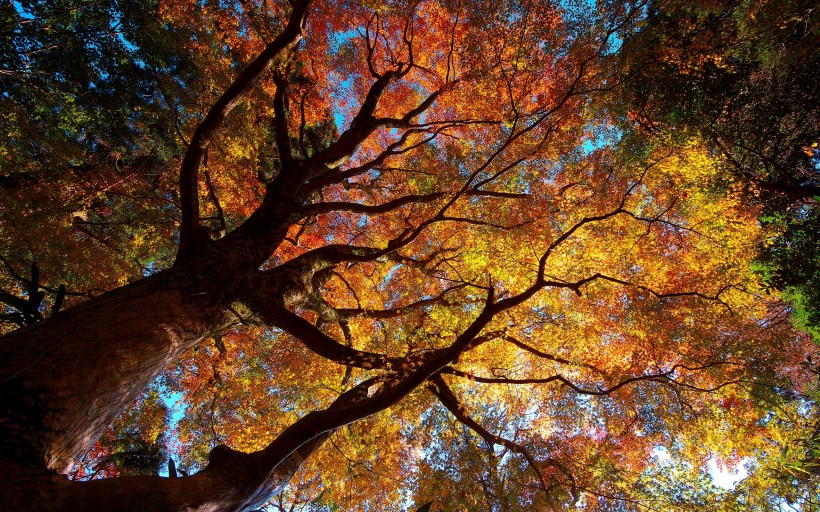 秋季美麗風景圖片