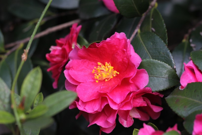 紅豔豔的山茶花圖片