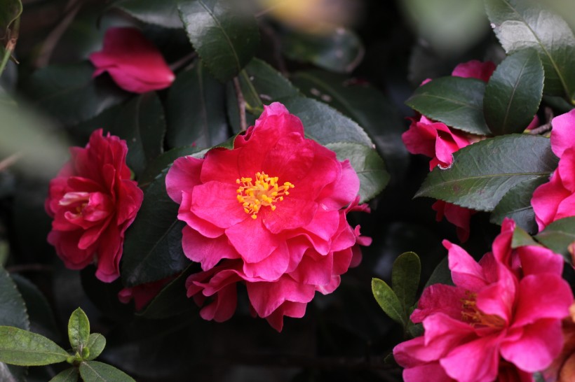 紅豔豔的山茶花圖片