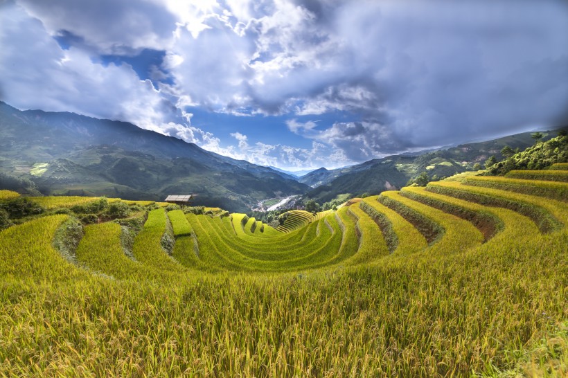 層疊的綠色梯田風景圖片