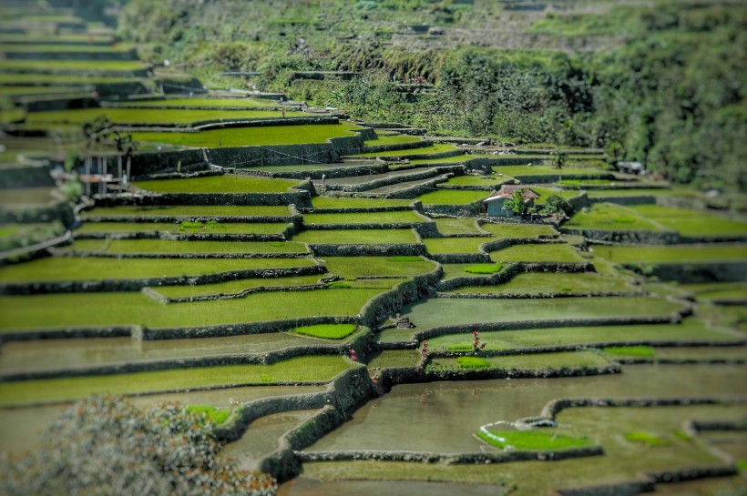 層疊的鄉村梯田風景圖片