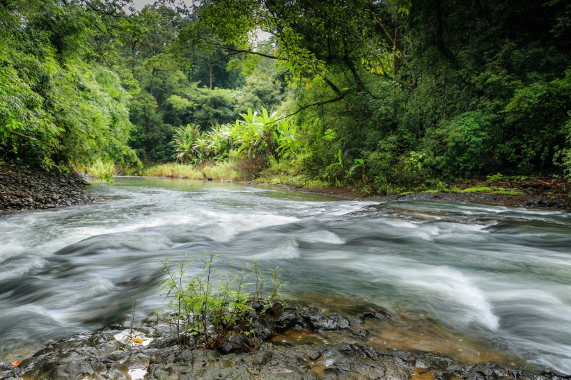 森林小溪山間流水圖片