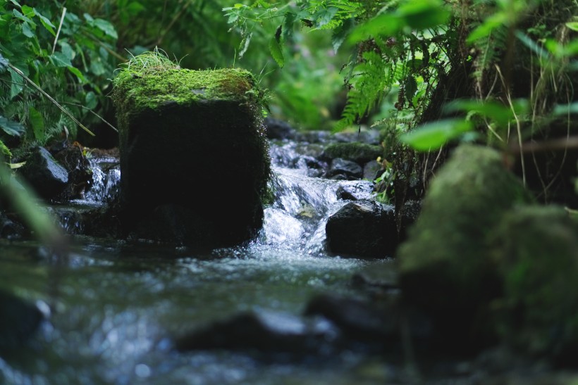 森林小溪山間流水圖片