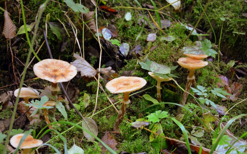 森林裡的野蘑菇圖片