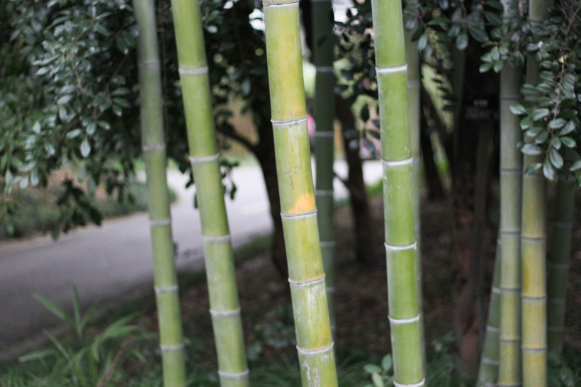 蔥翠的竹林圖片