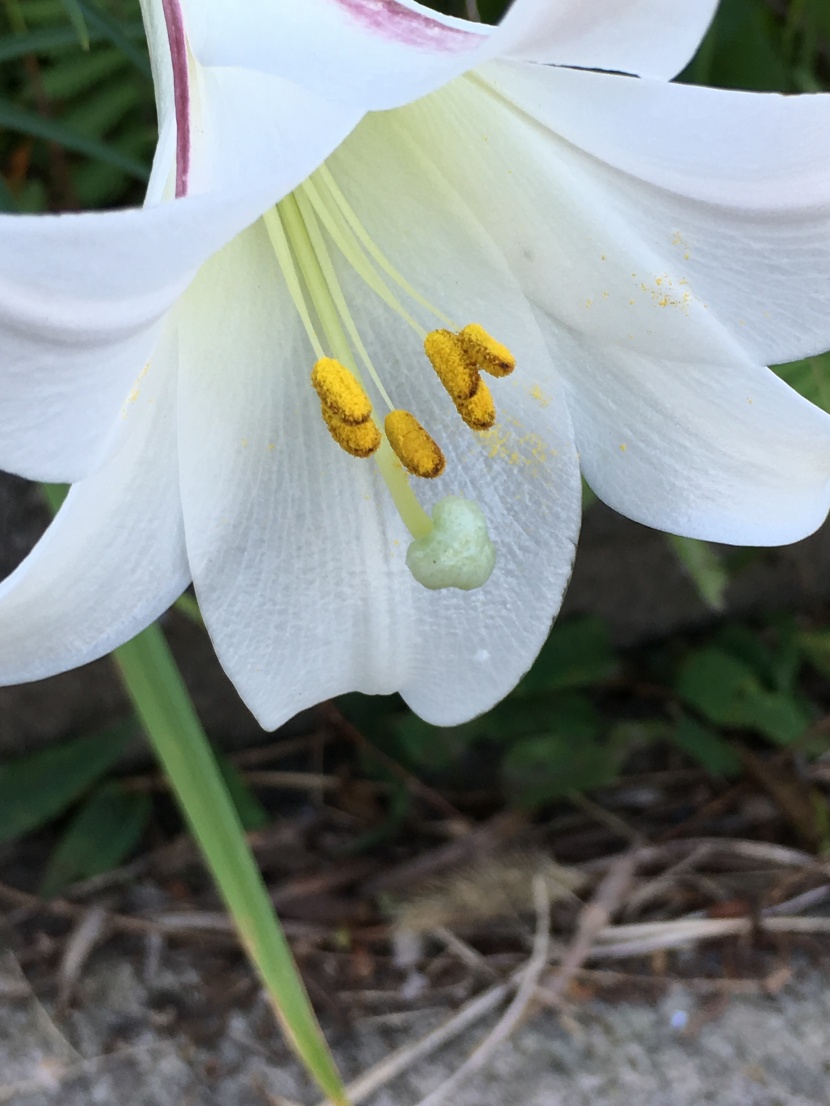 純白色的百合花圖片