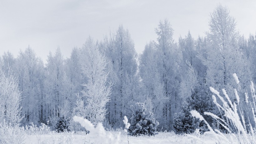 白雪皚皚的景色圖片