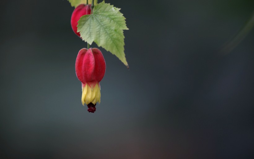 紅色的燈籠花圖片