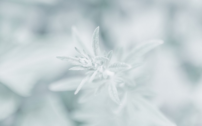 冬日唯美雪景圖片