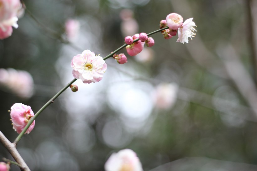 粉色的江梅花圖片