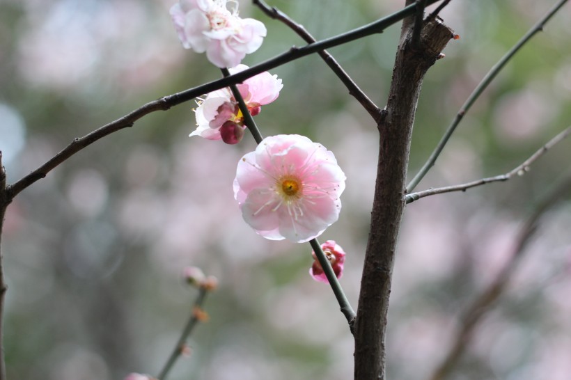 粉色的江梅花圖片