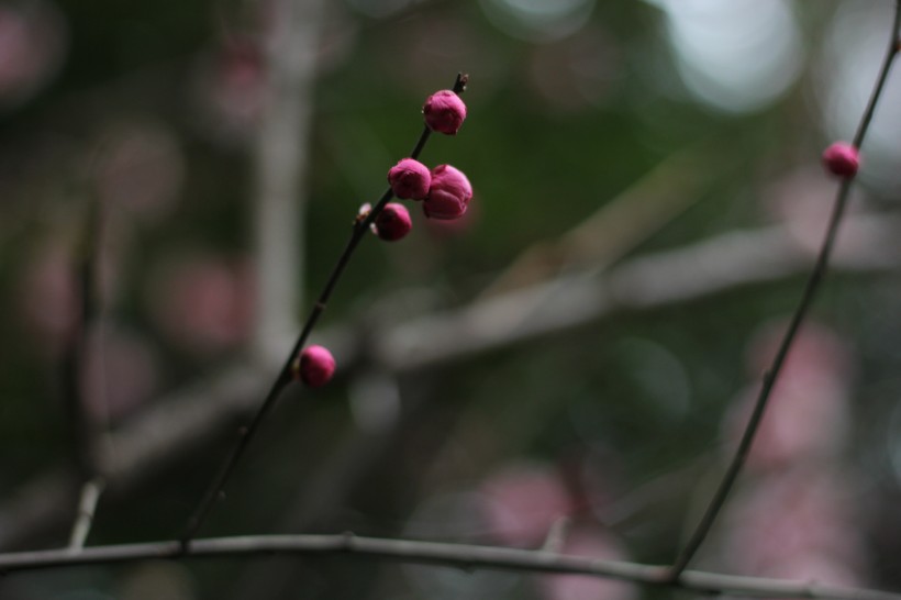 紅梅花骨朵圖片