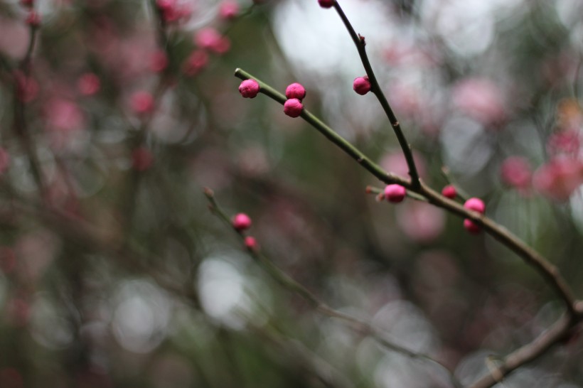 紅梅花骨朵圖片