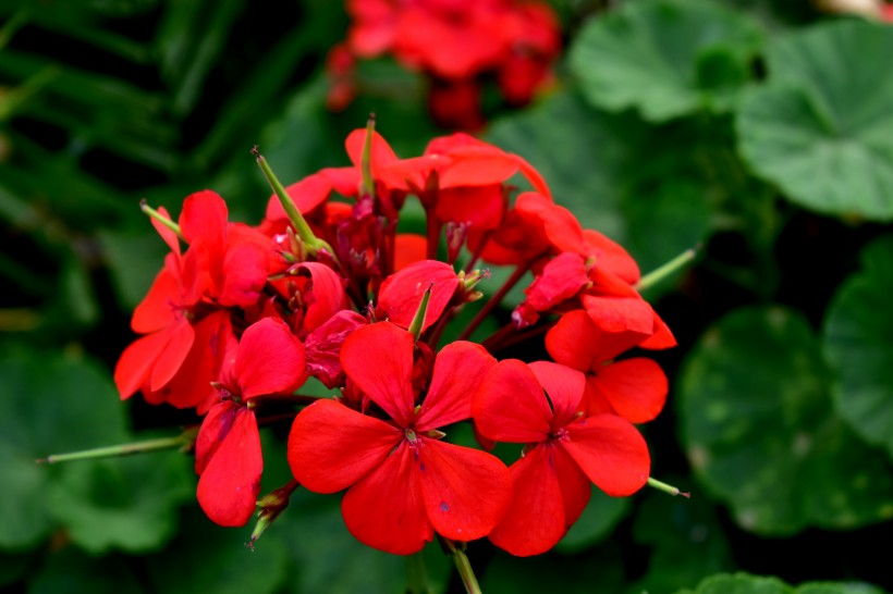 盛開的紅色天竺葵圖片