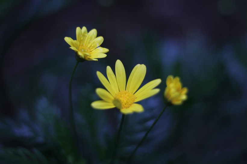 黃色的野生菊花圖片