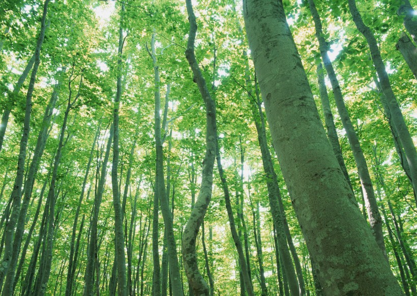 綠樹遮陰圖片