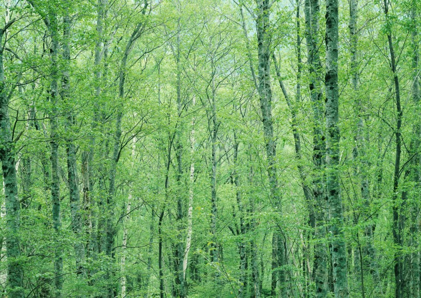 綠樹遮陰圖片