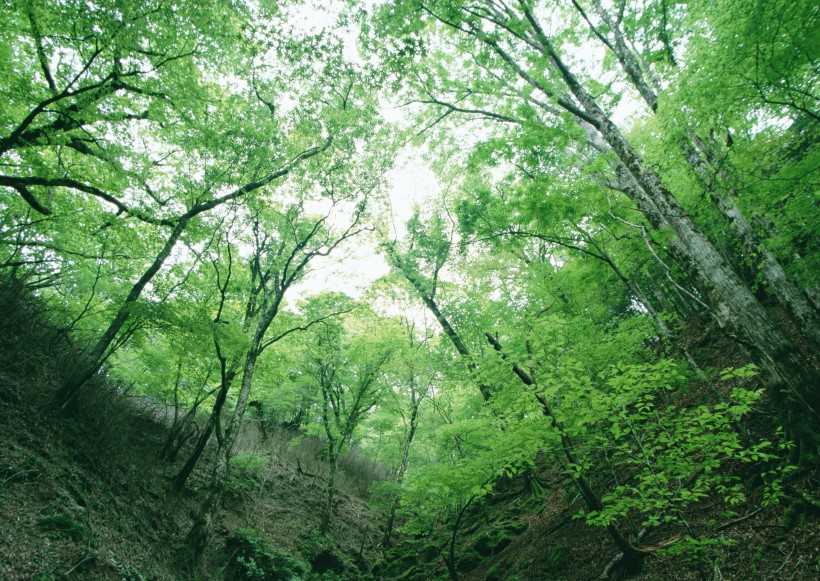 綠樹遮陰圖片