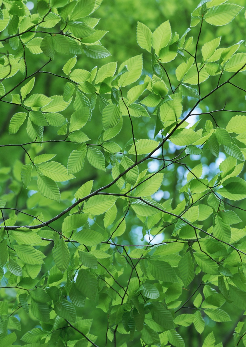 綠樹遮陰圖片