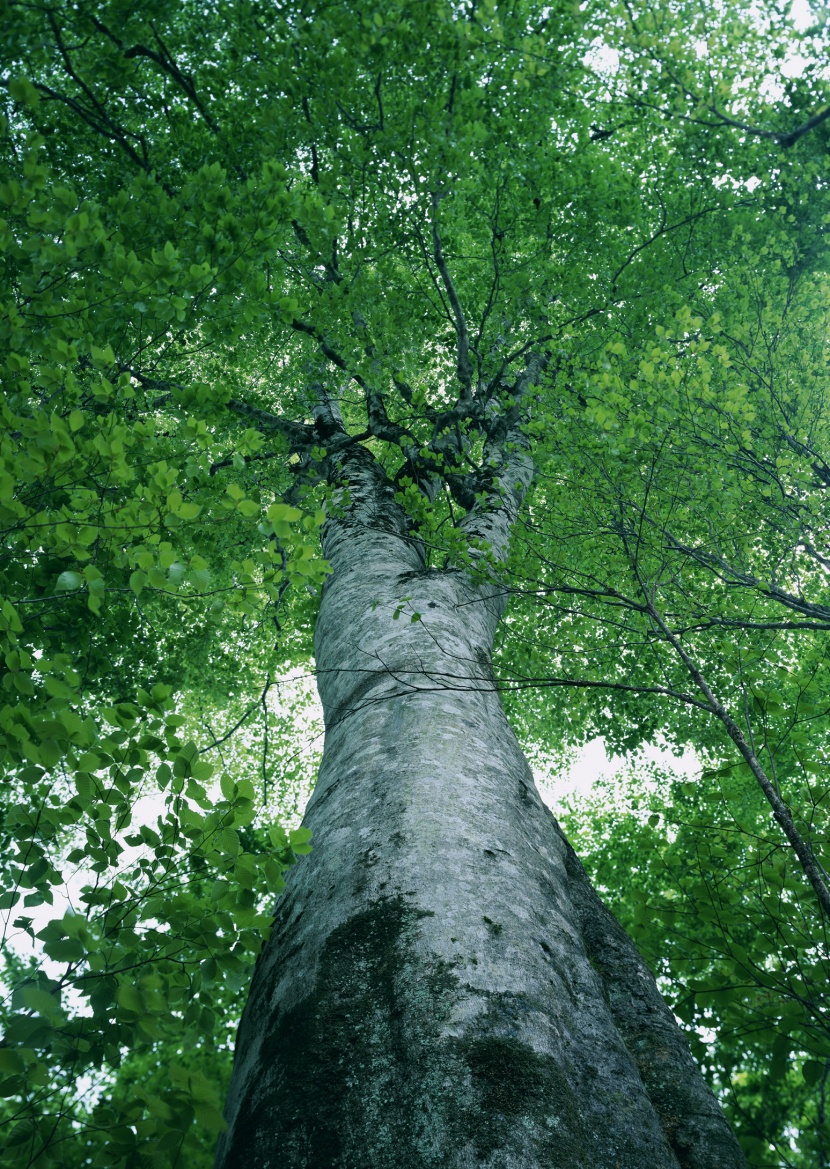 綠樹遮陰圖片