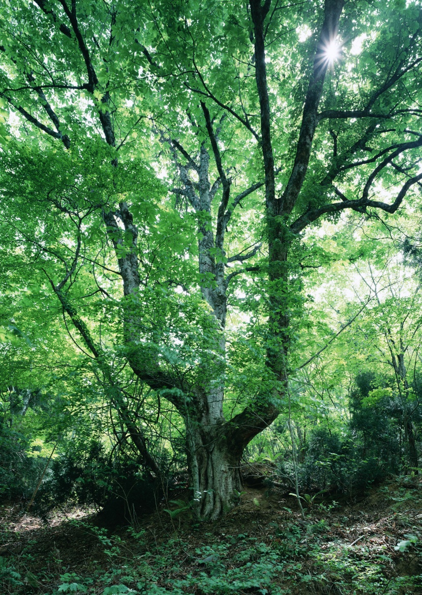 綠樹遮陰圖片