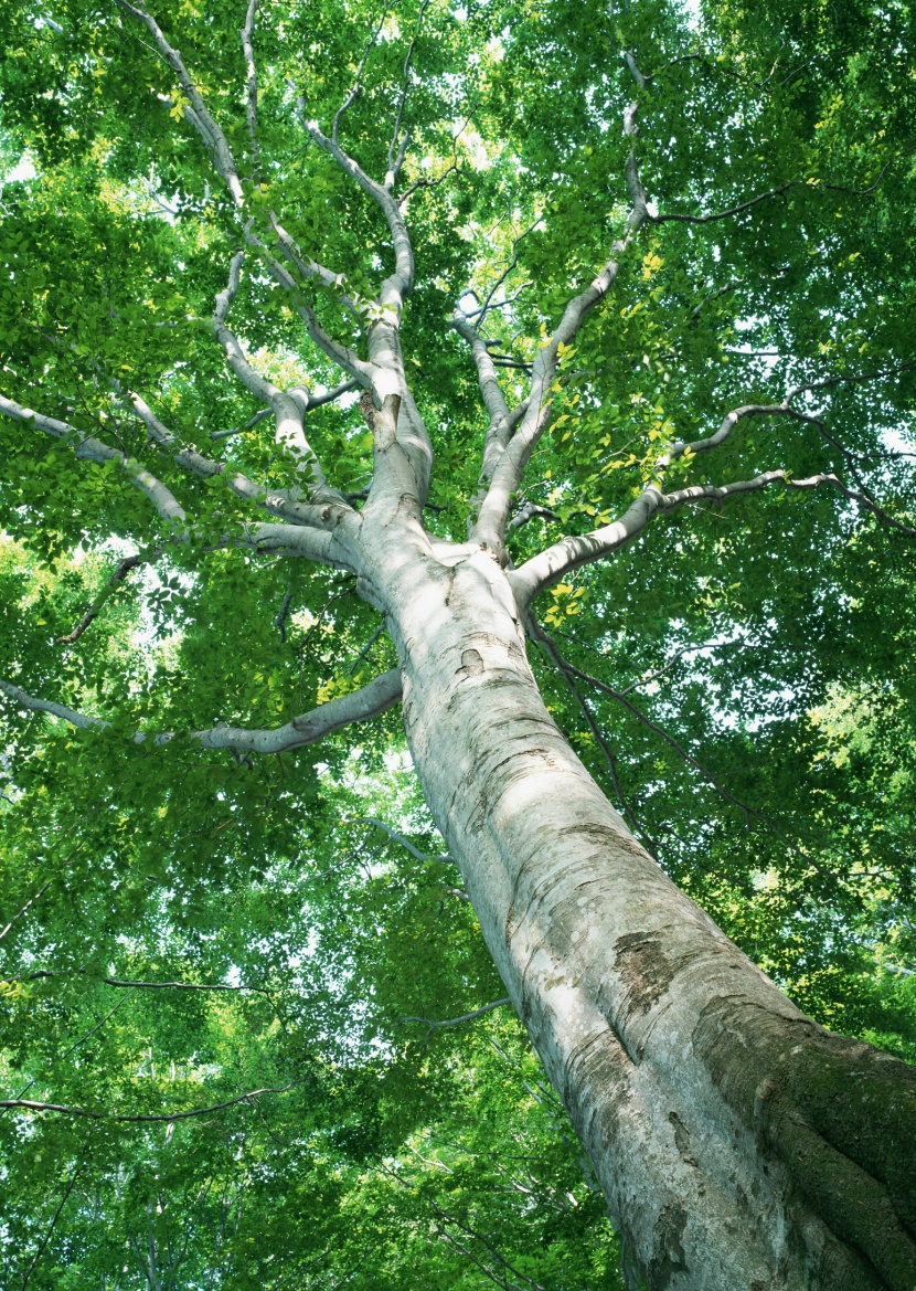 綠樹遮陰圖片