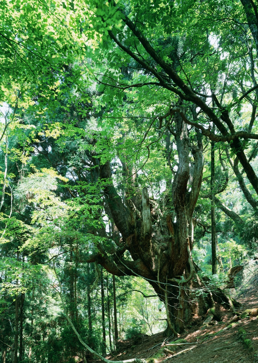 綠樹遮陰圖片