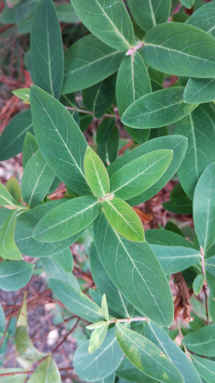 漸變色綠葉圖片