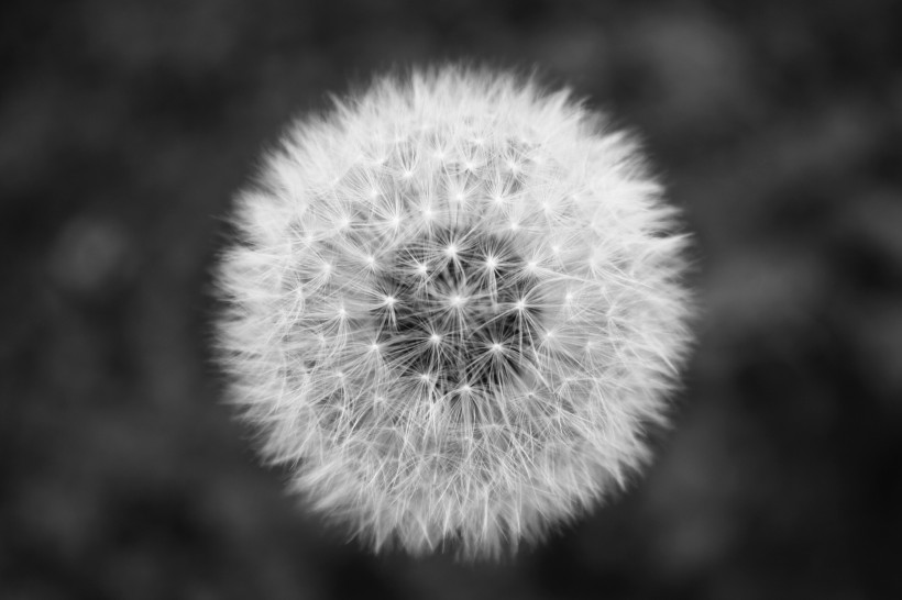 毛茸茸的<a href=https://www.meiriqutu.com/tag/7608.html target=_blank class=infotextkey>蒲公英</a>圖片