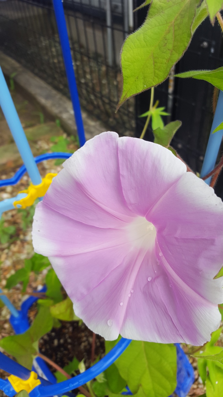 不同顔色的牽牛花圖片