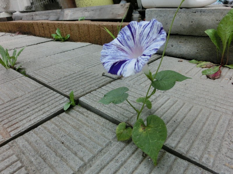 不同顔色的牽牛花圖片