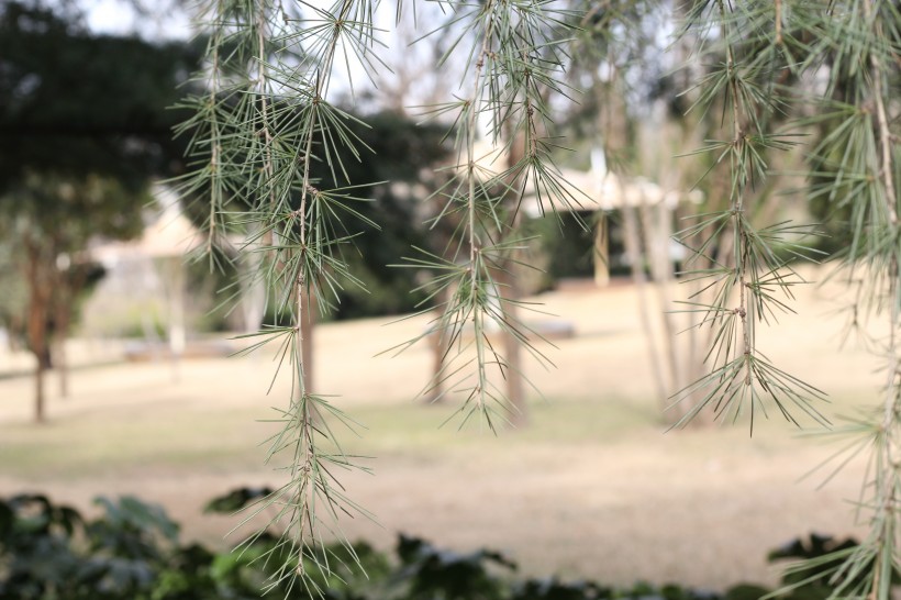 尖利的松針圖片