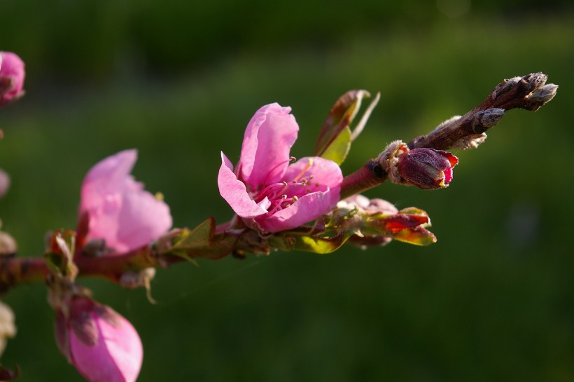 枝頭盛開的桃花圖片