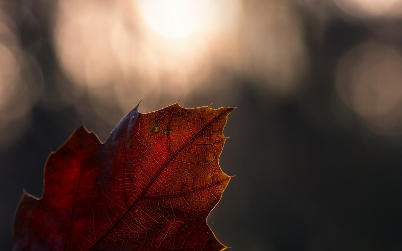 唯美紅葉風景圖片