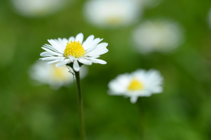 白色小雛菊圖片