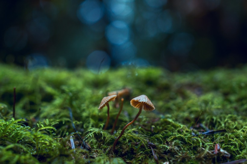 森林裡的野蘑菇圖片