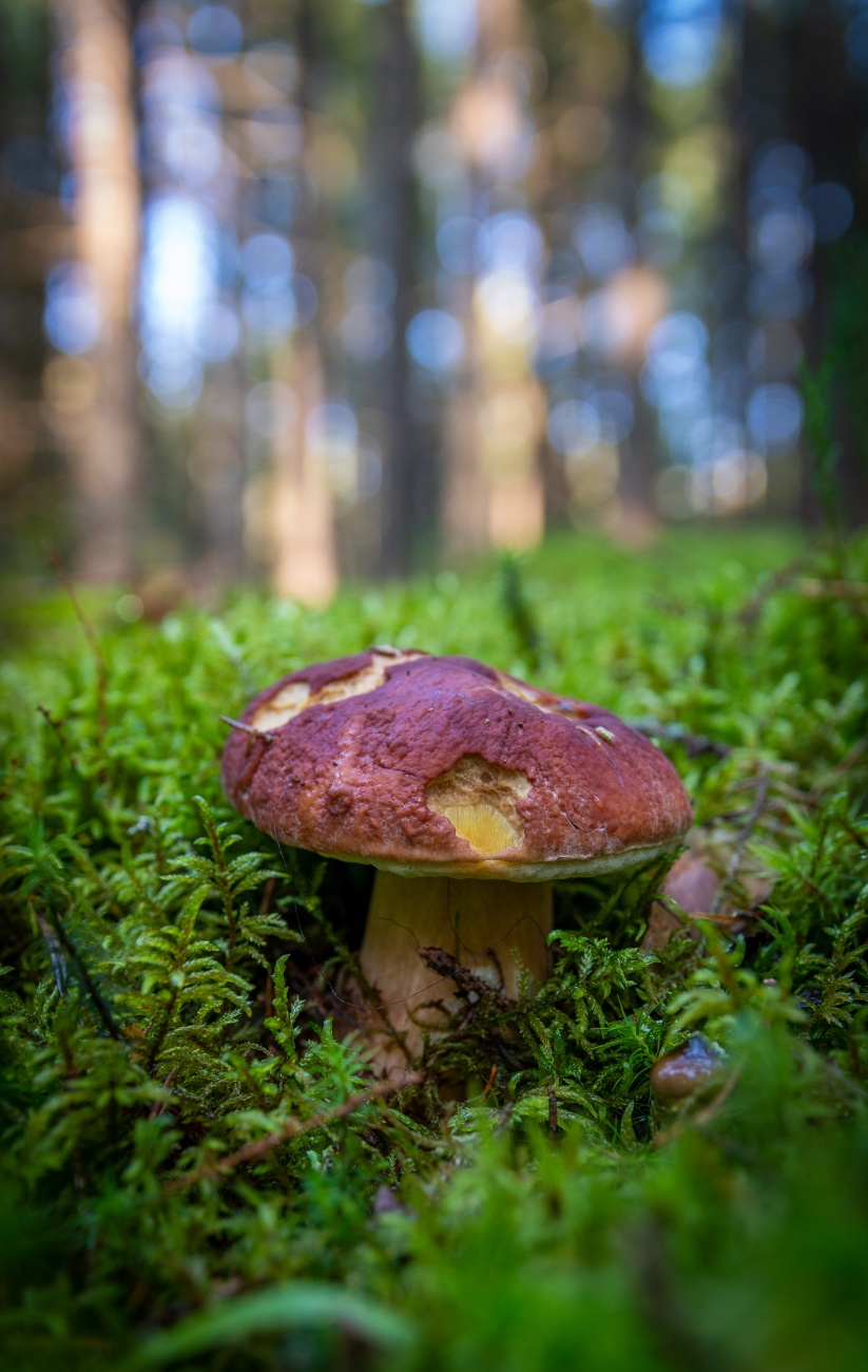 森林裡的一個蘑菇圖片