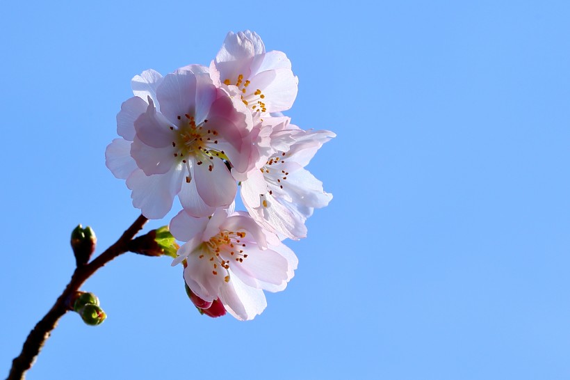 唯美好看的櫻花圖片