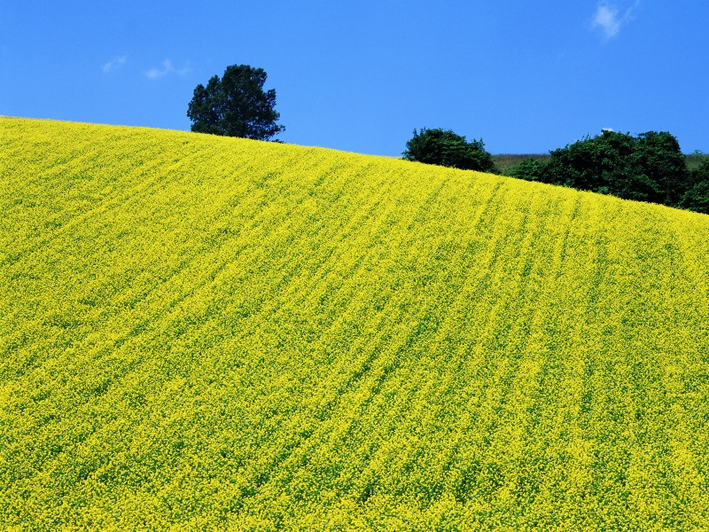 油菜花田圖片