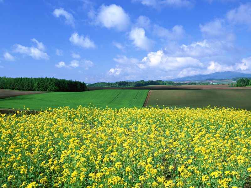油菜花田圖片