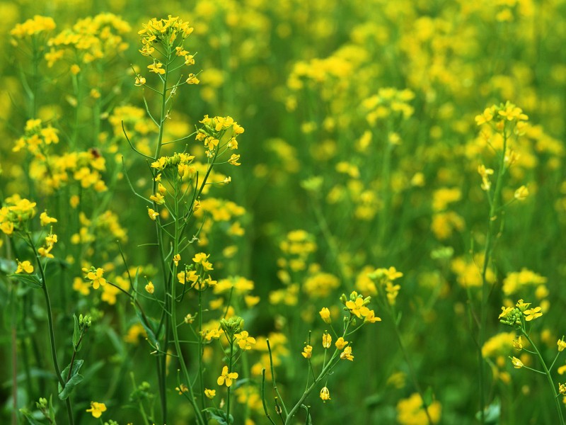 油菜花田圖片