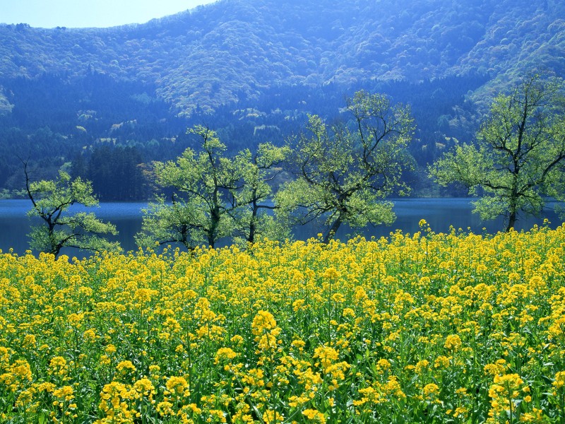 油菜花田圖片