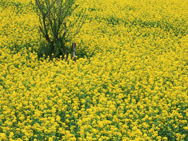 油菜花田圖片