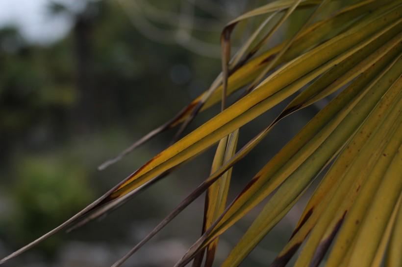 泛黃的棕榈葉圖片